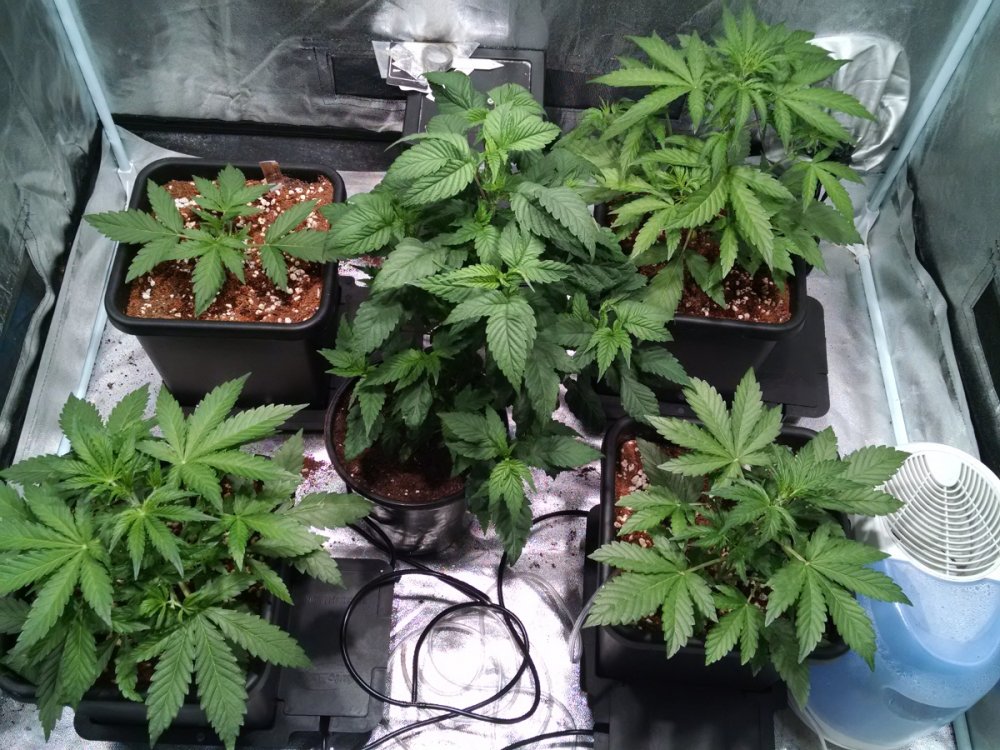 All test grow plants -11-3-2016.jpg