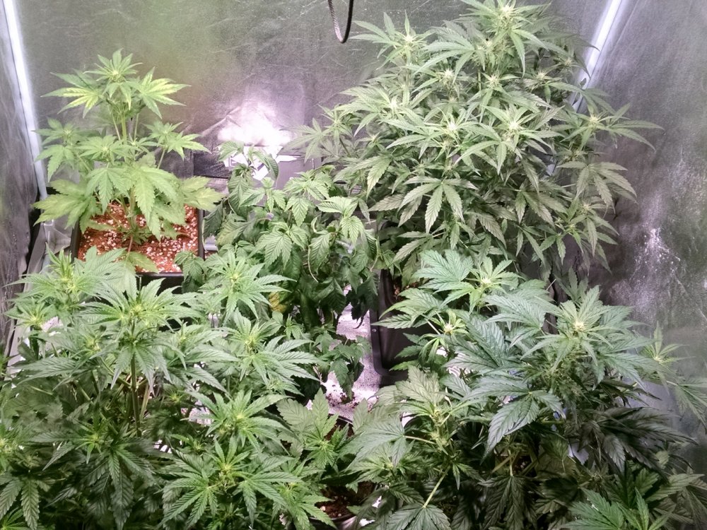 All test plants pic1 -11-13-2016.jpg