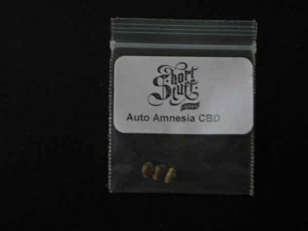 Amnesia  CBD seeds pic1 -1-9-2019.JPG