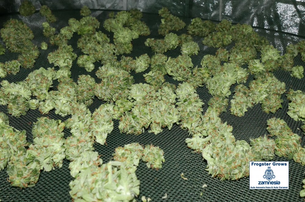 amnesia-haze-plant-2-bud-jpg.666192