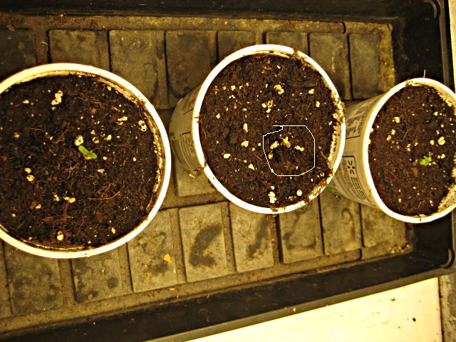 Amnesia Seedlings pic1 -1-9-2019.JPG