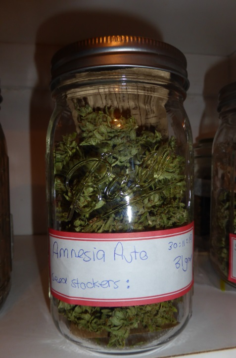 amnesia seedstocker.jpg