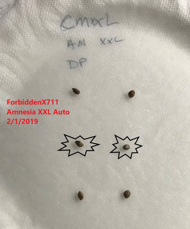 Amnesia XXL Auto.jpg