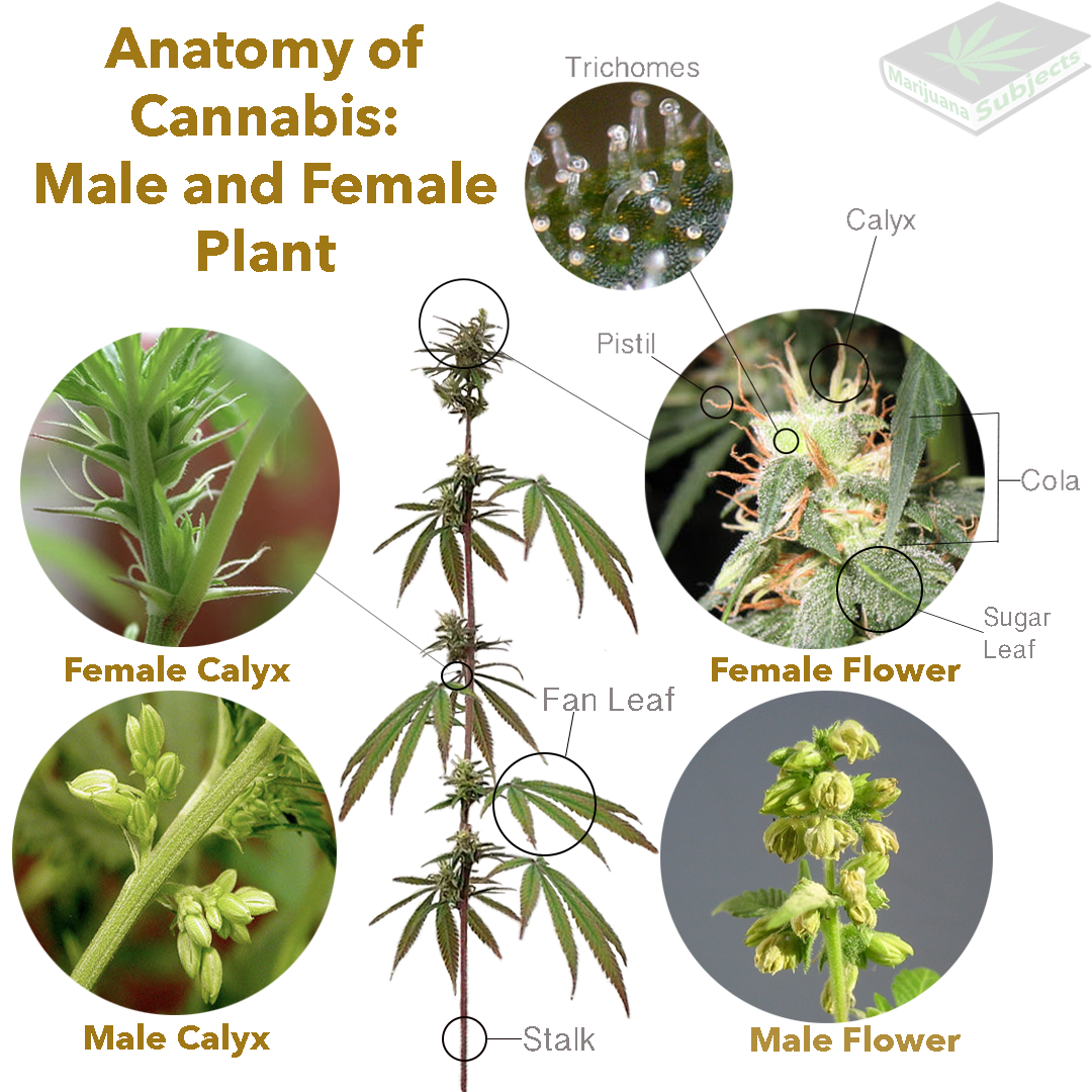 anatomy-of-cannabis5.png