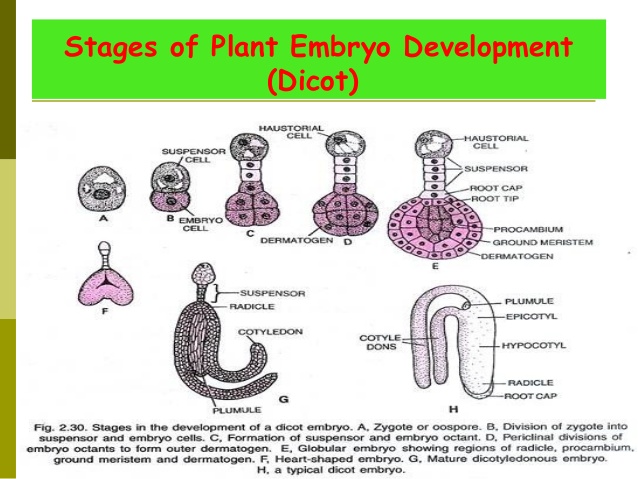 angiosperm-seed-formation-and-development-14-638.jpg