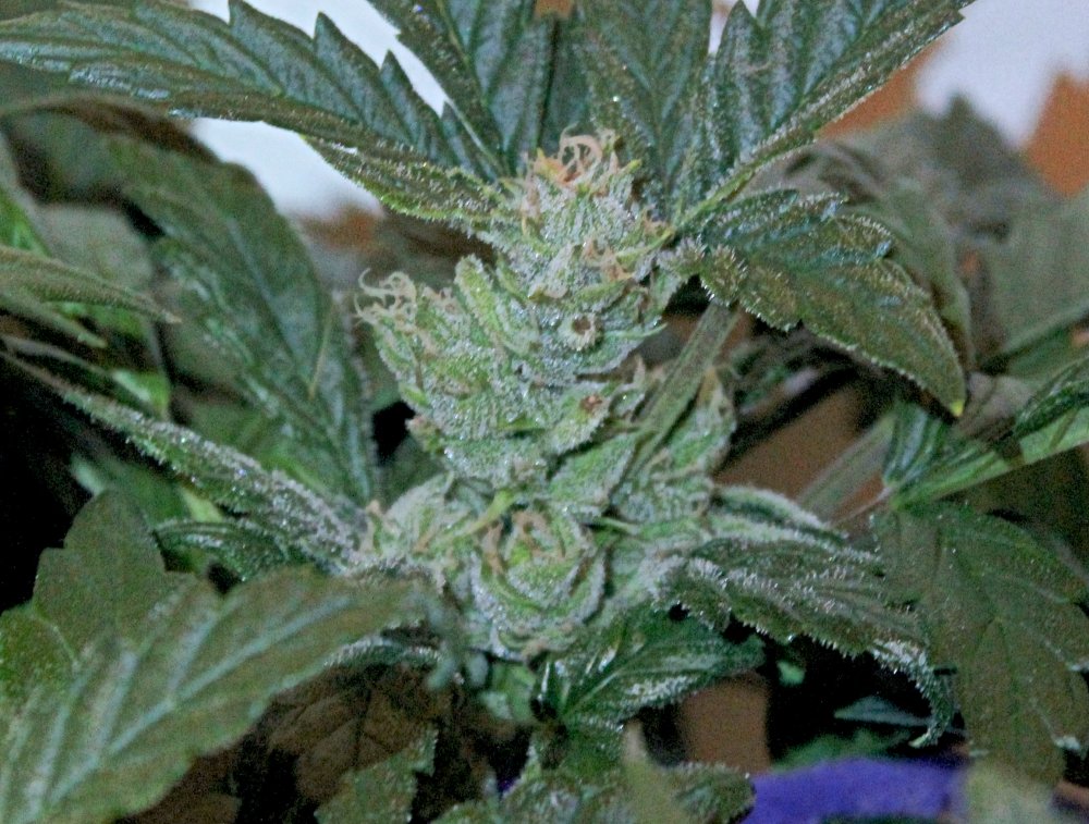 ANQ Bud1 D53.JPG