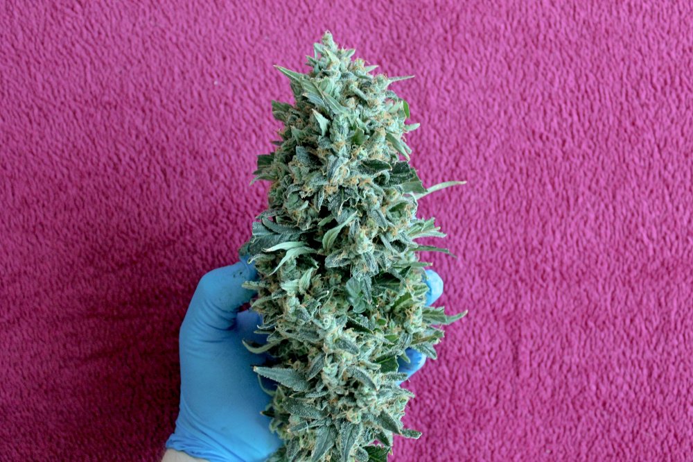 ANQ Bud1b.JPG