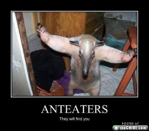 anteaters.jpg