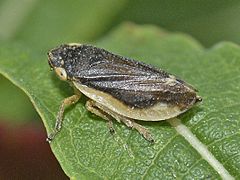 Aphrophoridae_-_Philaenus_spumarius-000.JPG