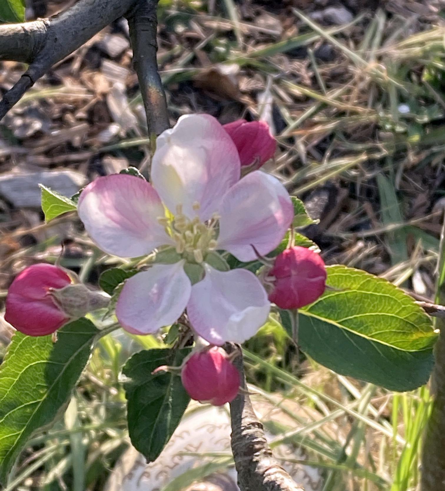 apple blossom.jpg