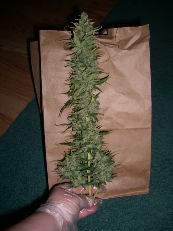 AUTO AMNESIA CHOP 2_2-19-13.JPG