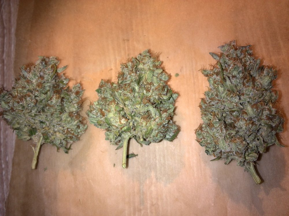 Auto Colorado Cookies Buds (1).jpg