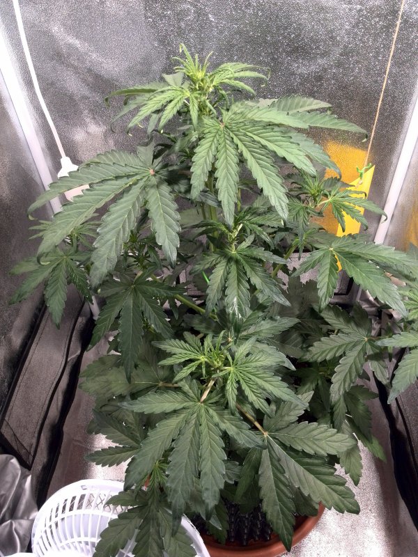 Auto Colorado Cookies Day 25 (1).jpg