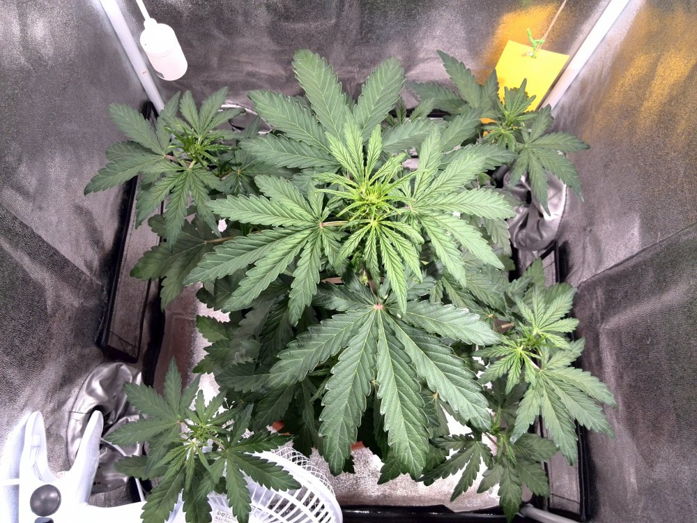 Auto Colorado Cookies Day 25 (3).jpg