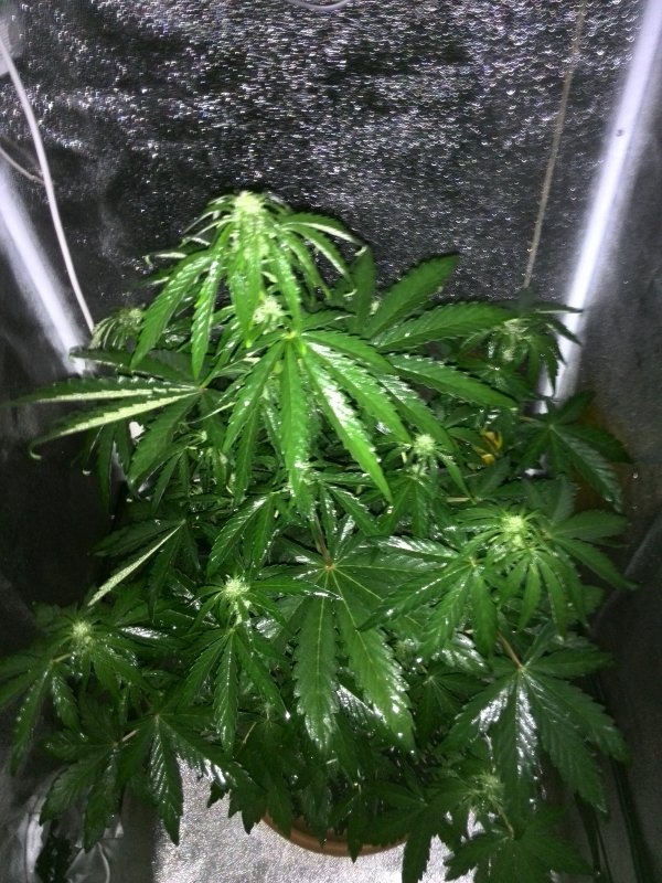 Auto Colorado Cookies Day 30 (1).jpg