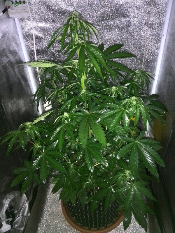 Auto Colorado Cookies Day 30 (3).jpg