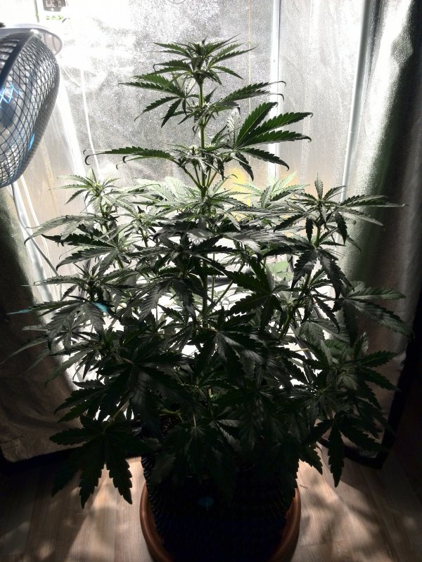 Auto Colorado Cookies Day 30 (4).jpg