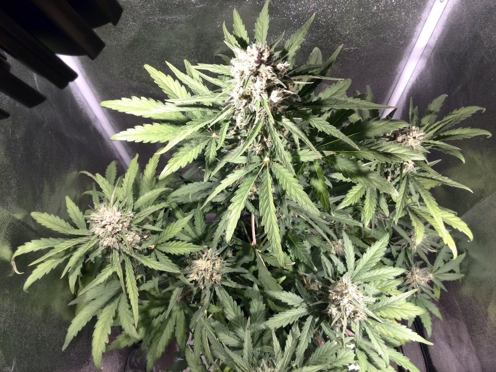 Auto Colorado Cookies Day 55 (6).jpg