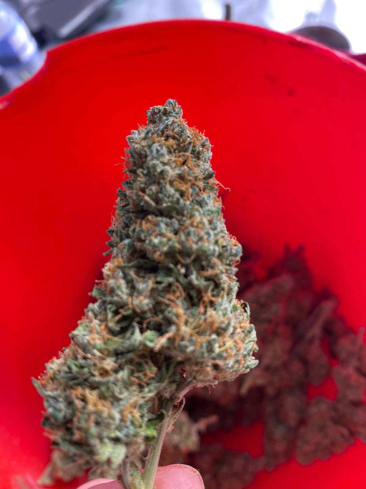 Auto Critical Orange Punch (3).jpeg