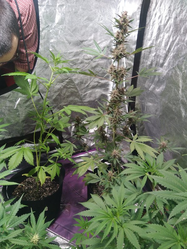 Auto GDP 7 weeks full length with 3 wk Black cream on left.jpg