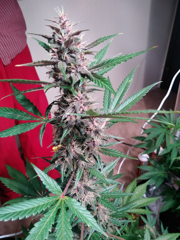 Auto GDP 7 weeks kola.jpg