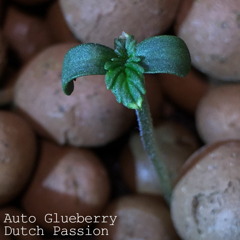 Auto-Glueberry.jpg