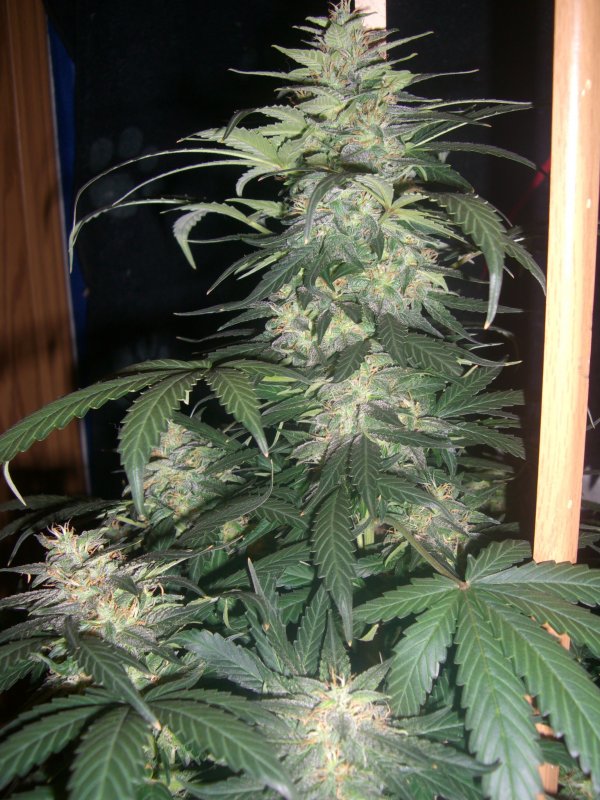 AUTO MOBY DICK_8-26-13 4.JPG