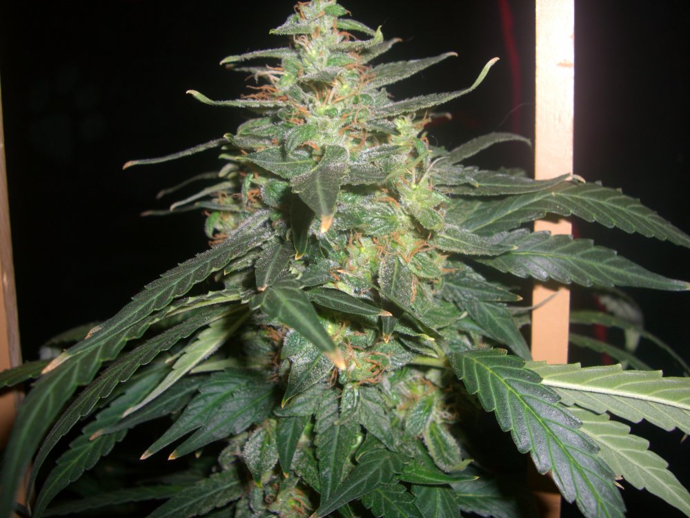 AUTO MOBY DICK_9-11-13 3.JPG