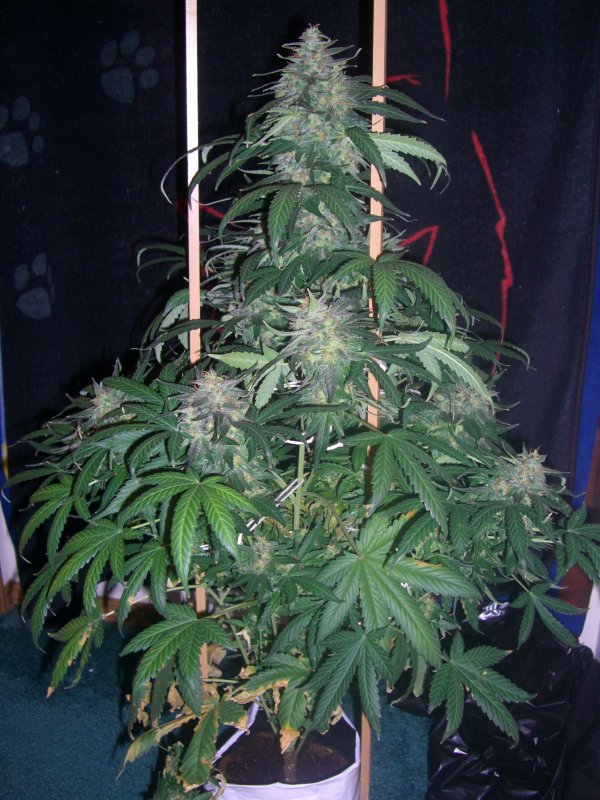 AUTO MOBY DICK_9-11-13 4.JPG