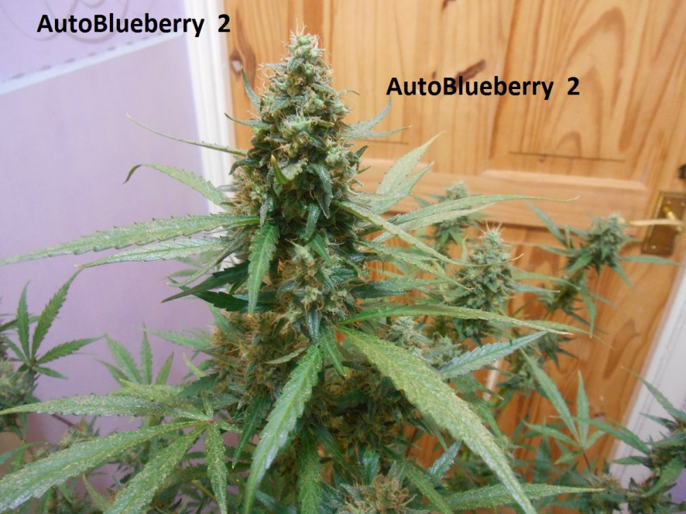 AutoBlueberry  2-1.jpg