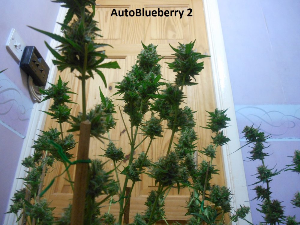 AutoBlueberry 2-1.jpg