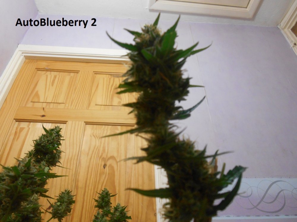 AutoBlueberry 2-3.jpg