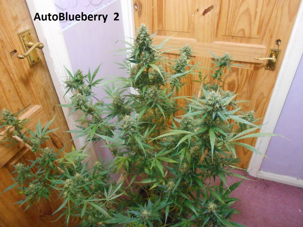 AutoBlueberry  2-4.jpg