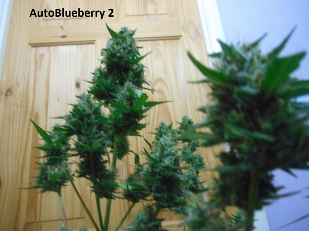 AutoBlueberry 2-4.jpg