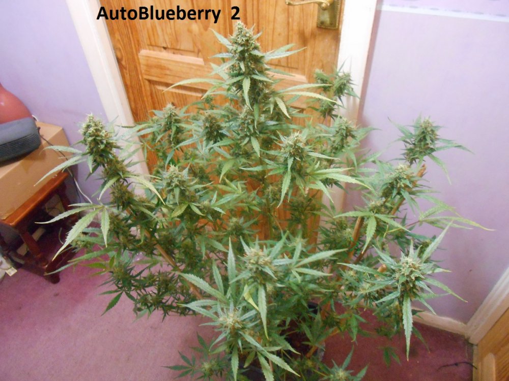 AutoBlueberry  2-5.jpg