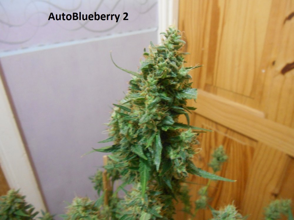 AutoBlueberry 2-5.jpg