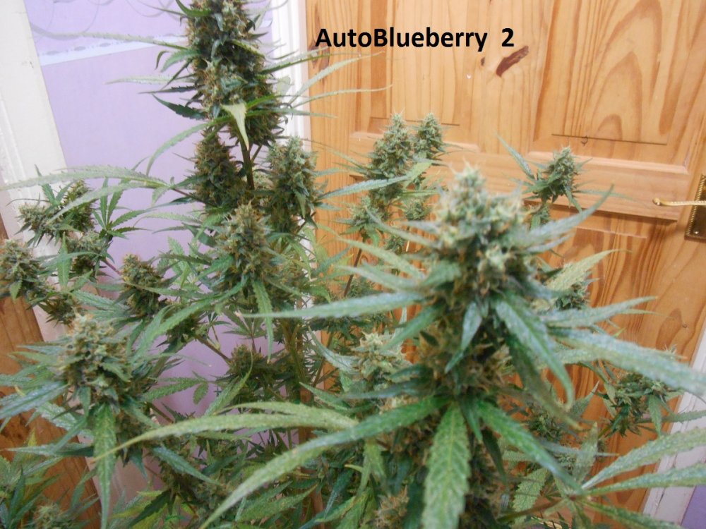 AutoBlueberry  2-6.jpg