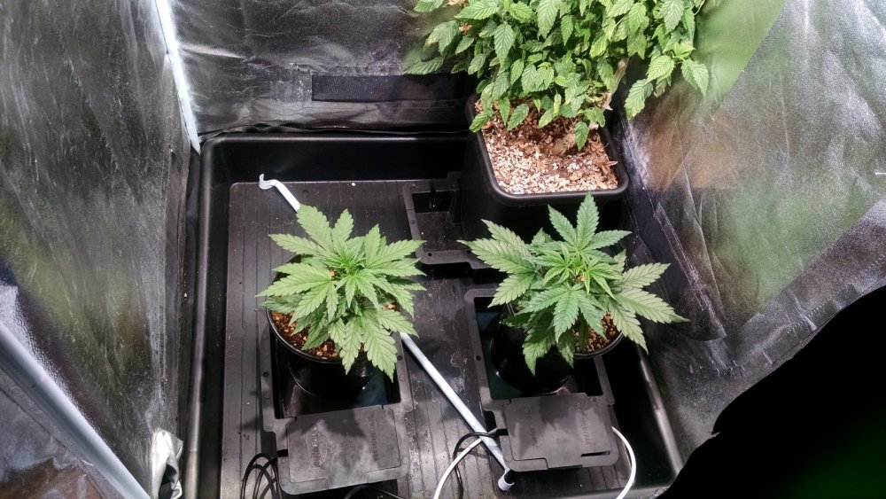 Autocob - Green Poison grow pic1 -4-22-2017.jpg