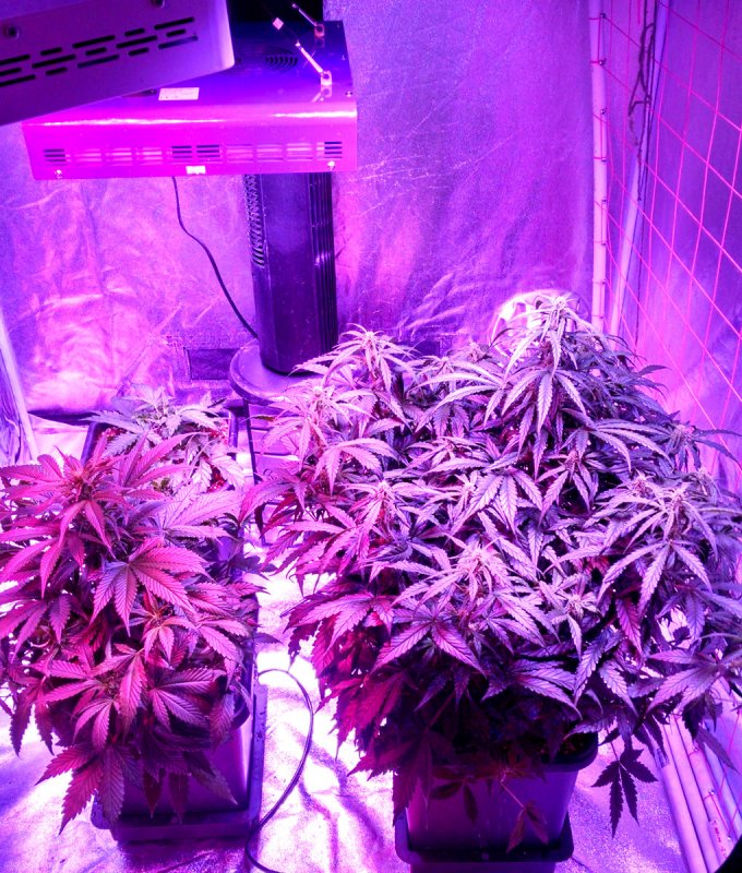 Autopot grow-moved pic1 -4-3-2016.jpg