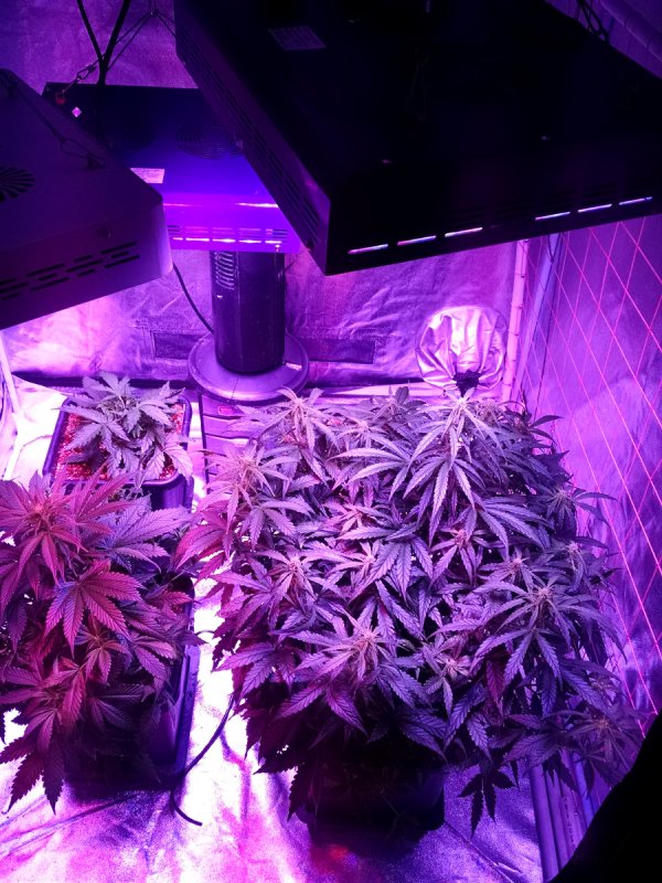 Autopot grow-moved pic2-4-3-2016.jpg