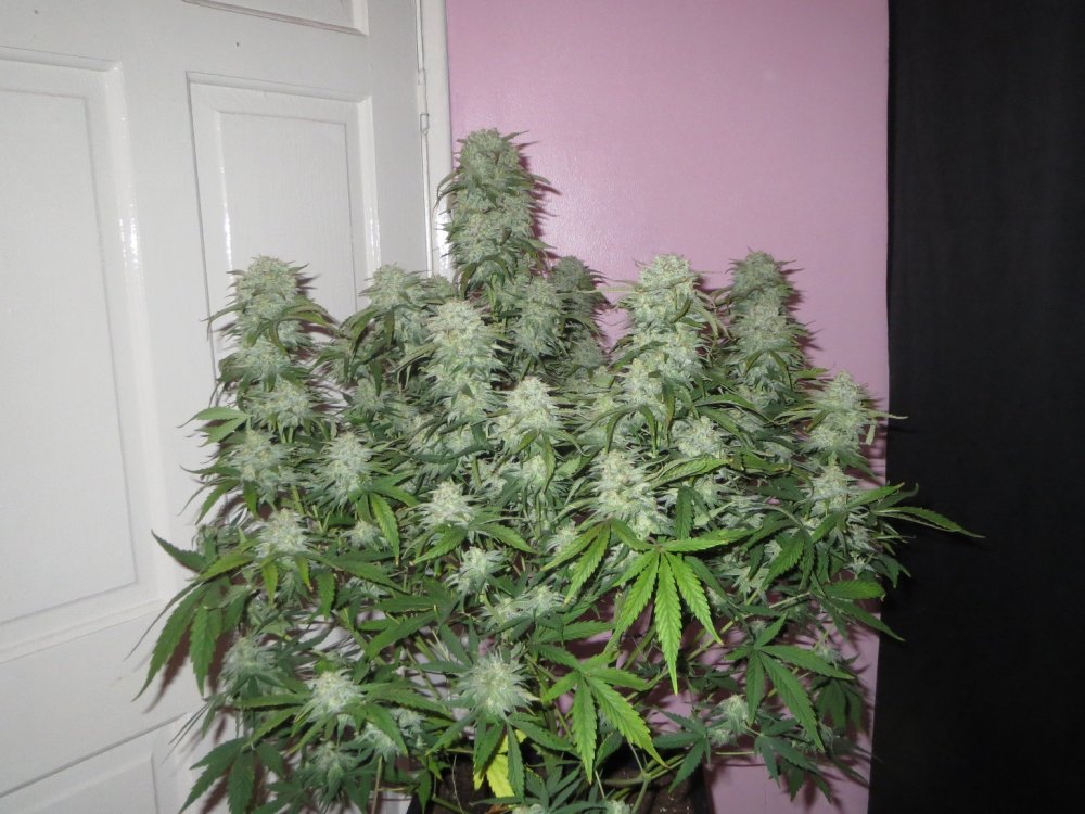 autos 67 days 001.JPG