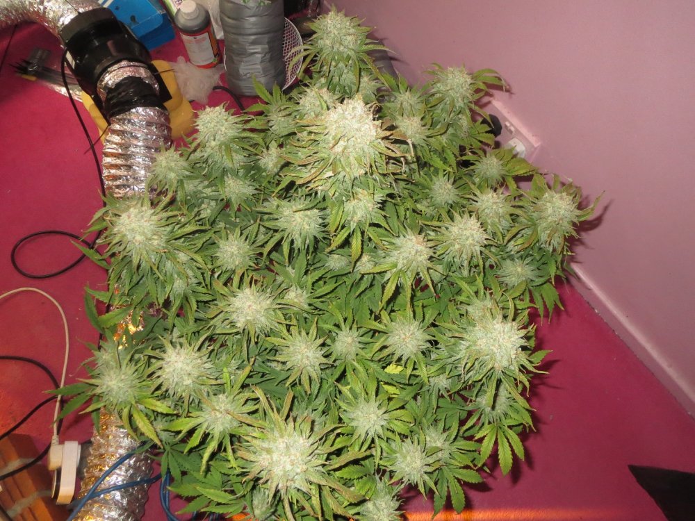 autos 67 days 003.JPG