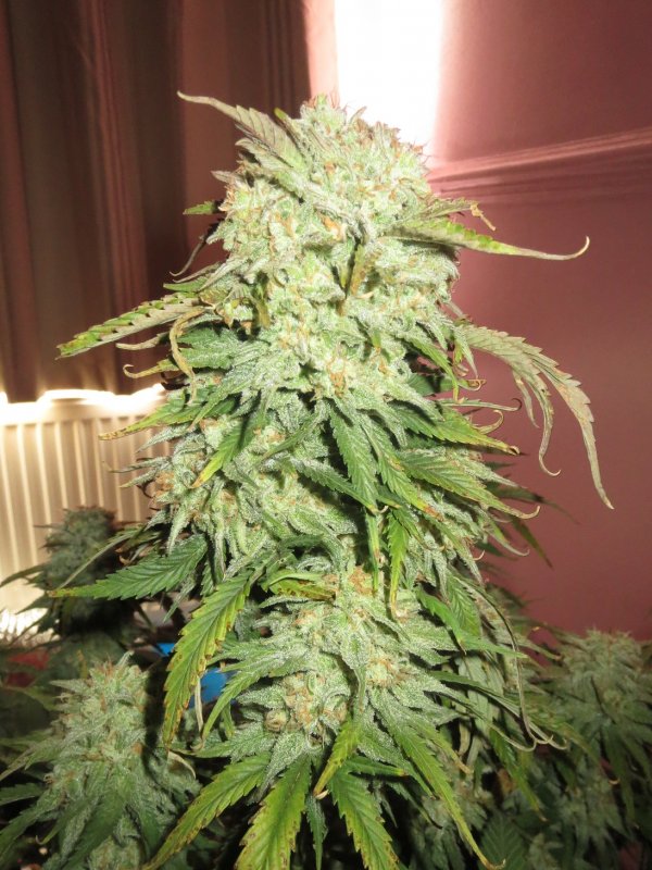 autos 67 days 004.JPG