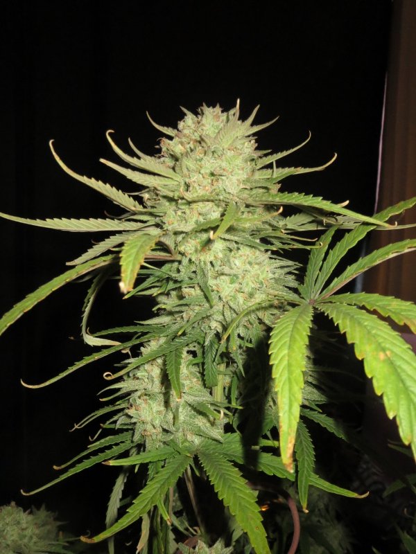 autos 67 days 038.JPG