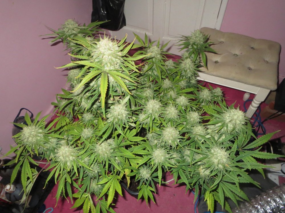 autos 67 days 047.JPG