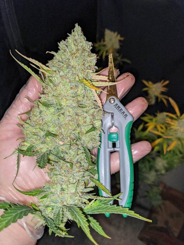 Autoseeds Bud Shot.jpg