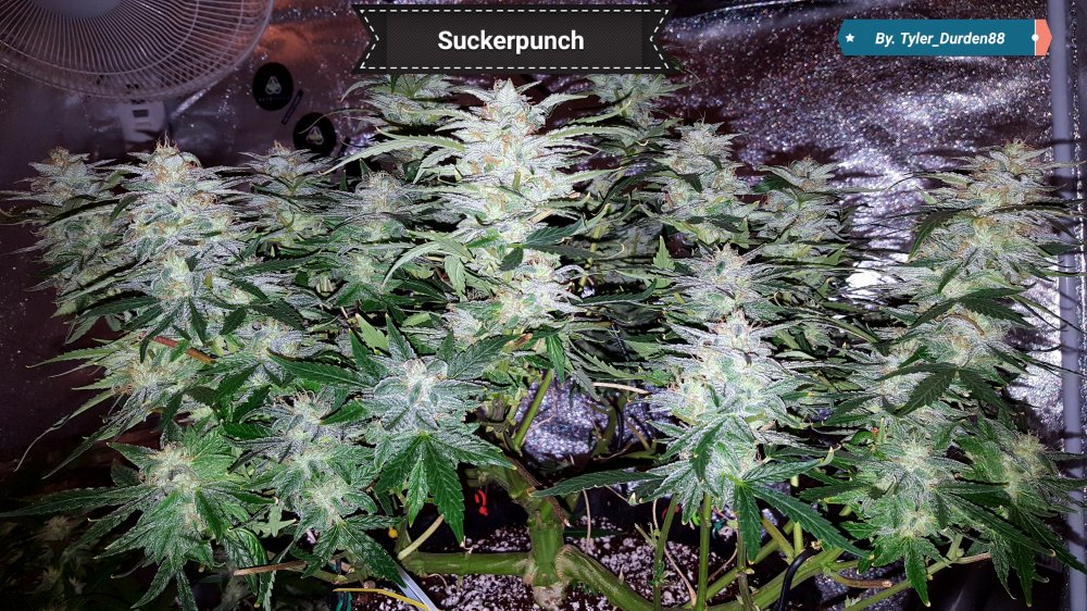 Autoseeds suckerpunch 2.jpg