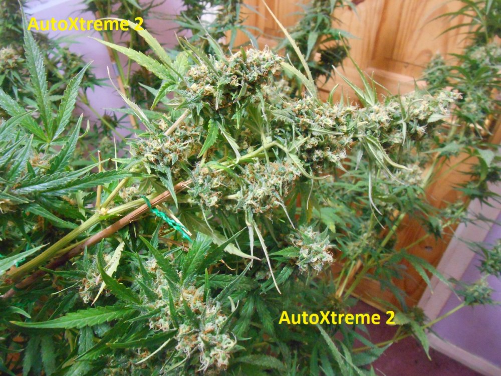 AutoXtreme 2-5.jpg