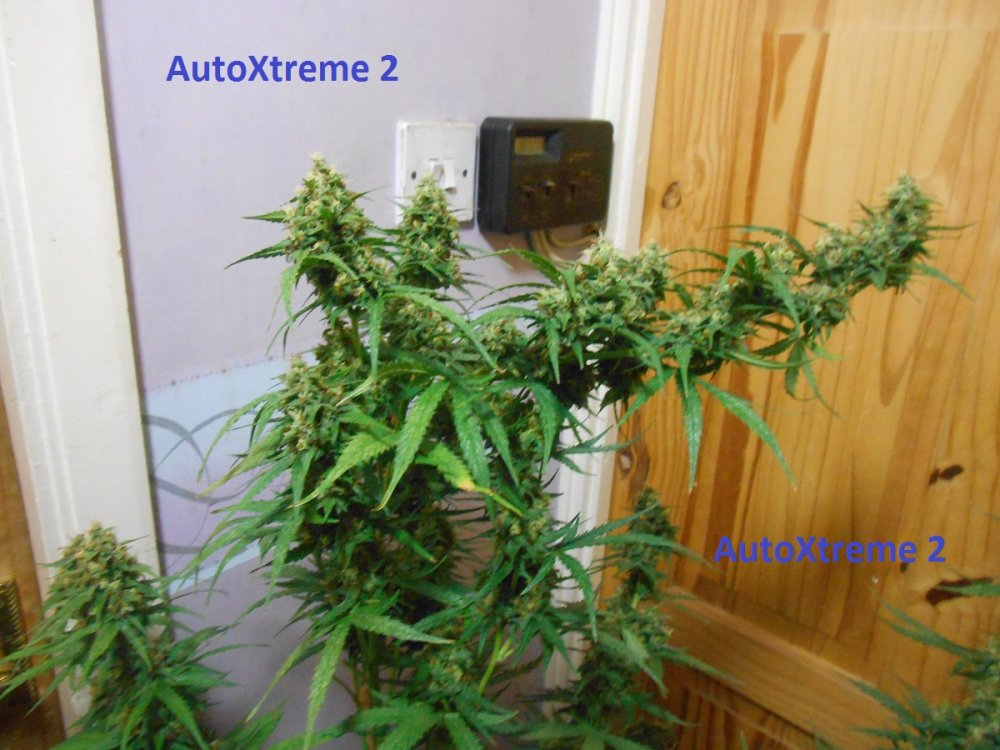 AutoXtreme 2-6.jpg