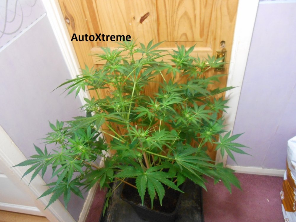 AutoXtreme 5.jpg